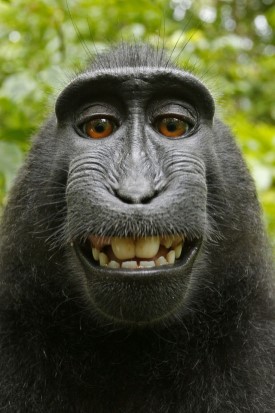 Macaca_nigra_self-portrait_Wikimedia_David Slater_klein